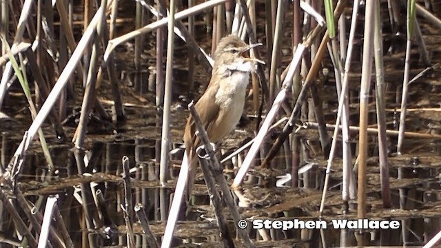 Australian Reed Warbler - ML201638051