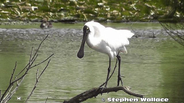 Royal Spoonbill - ML201638071