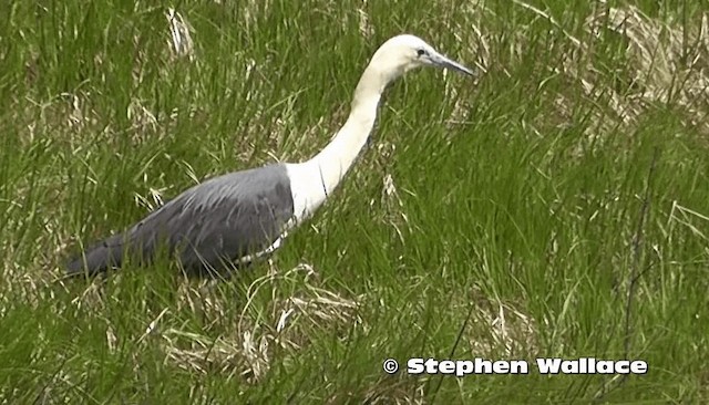 Pacific Heron - ML201638091