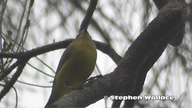 Yellow Thornbill - ML201638111