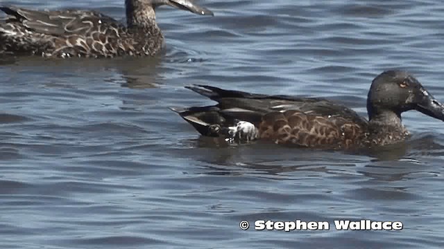 ミカヅキハシビロガモ - ML201638121