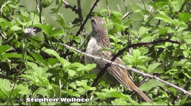 Rufous Songlark - ML201638131