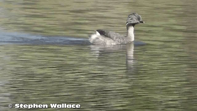 Hoary-headed Grebe - ML201638141