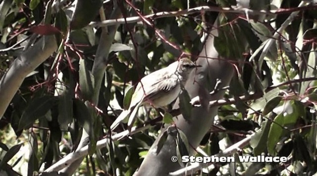 Rufous Songlark - ML201638151