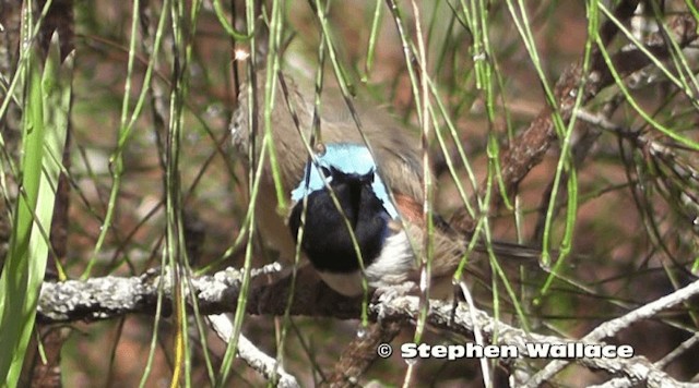 Variegated Fairywren - ML201638171