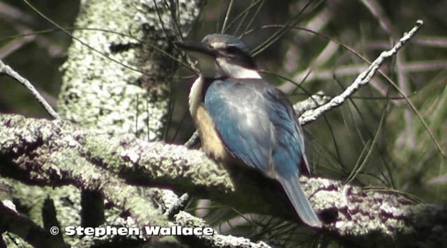 Sacred Kingfisher - ML201638191