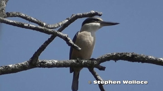 Sacred Kingfisher - ML201638201