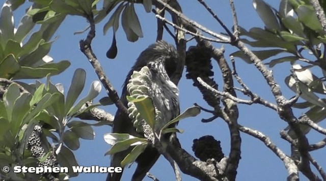 Little Wattlebird - ML201638211