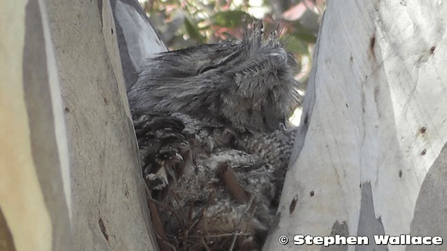 Tawny Frogmouth - ML201638251