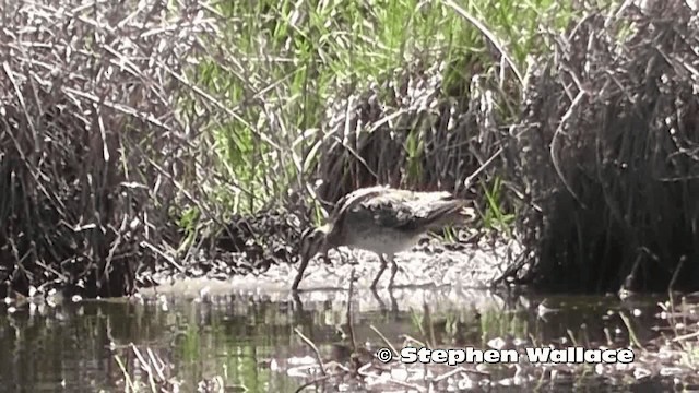 Latham's Snipe - ML201638261