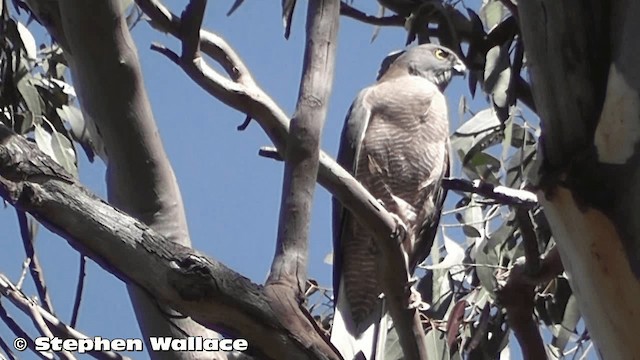 Brown Goshawk - ML201638291