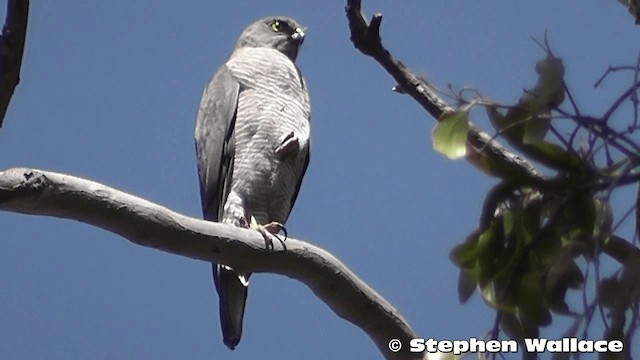 Brown Goshawk - ML201638301