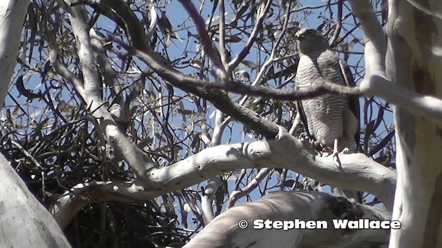 Brown Goshawk - ML201638311