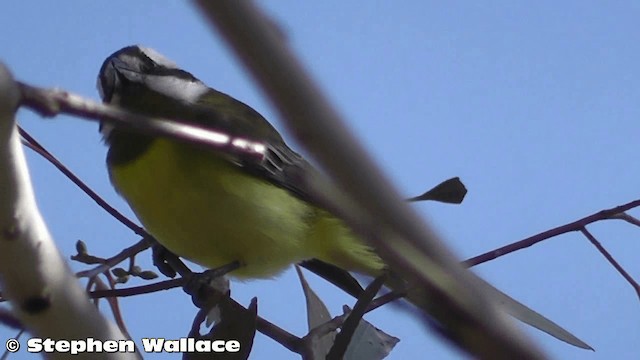 Eastern Shrike-tit - ML201638321