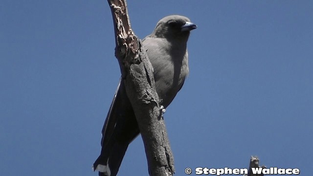 Dusky Woodswallow - ML201638331