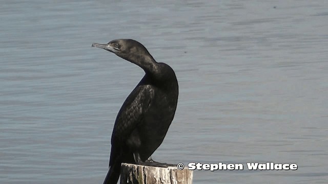 Little Black Cormorant - ML201638341