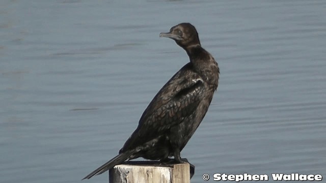 Little Black Cormorant - ML201638351