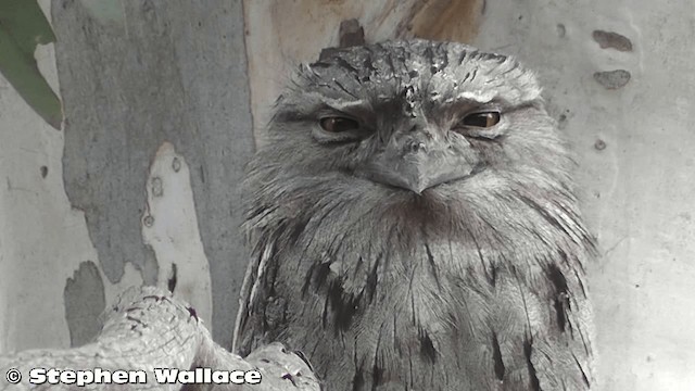 Tawny Frogmouth - ML201638361