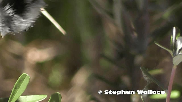 Superb Fairywren - ML201638371