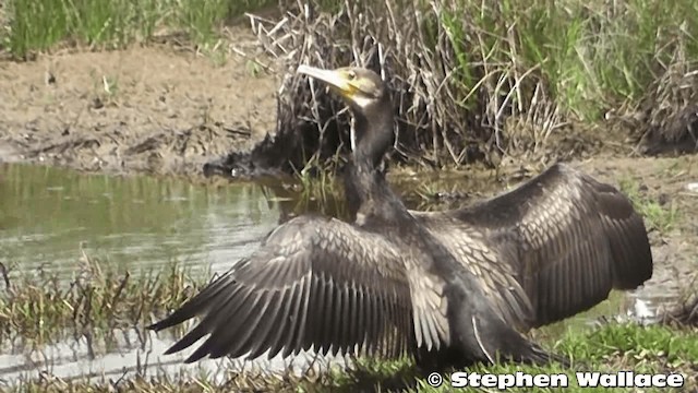 Great Cormorant (Australasian) - ML201638391