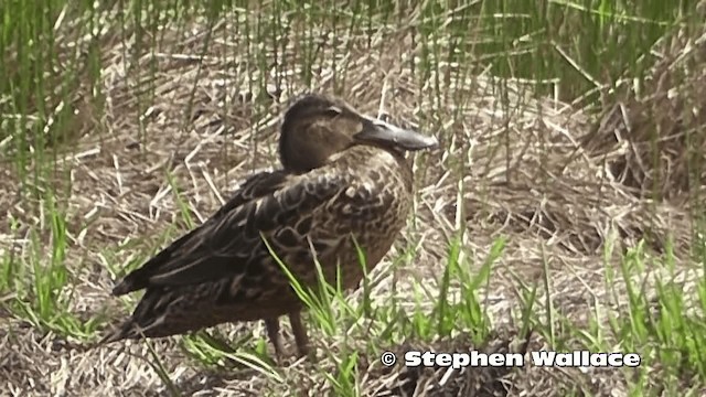 Australasian Shoveler - ML201638401