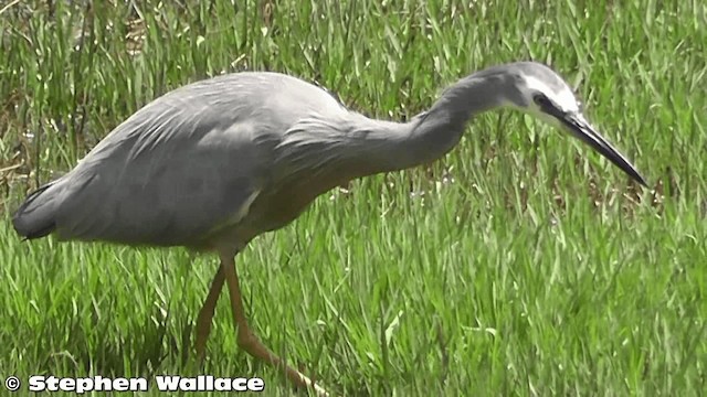 White-faced Heron - ML201638421