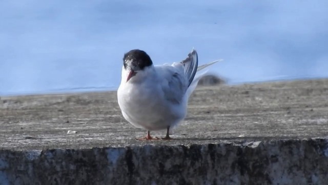 Antarctic Tern (Antarctic) - ML201638431