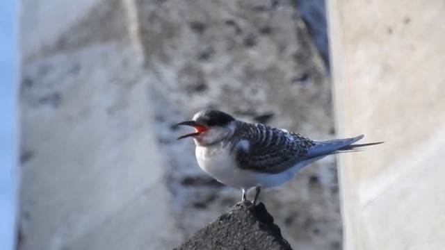 Antarctic Tern (Antarctic) - ML201638441