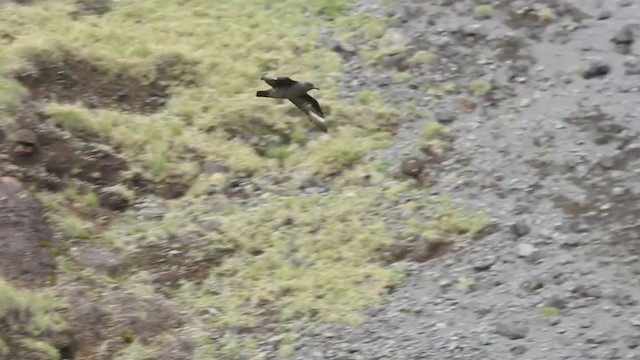 Brown Skua (Tristan) - ML201638451