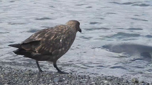 Brown Skua (Subantarctic) - ML201638481