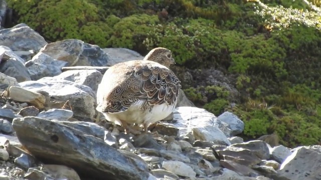 Weißbauch-Höhenläufer - ML201638491