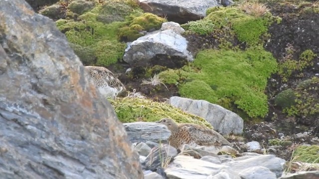 sørrypesnipe - ML201638501