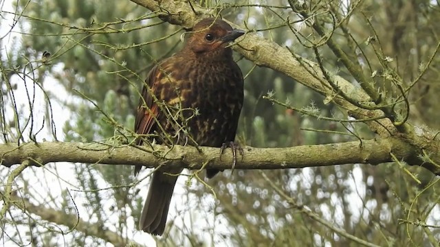 Tristan Thrush - ML201638511