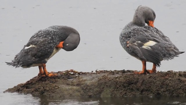 Flightless Steamer-Duck - ML201638581