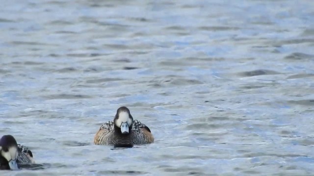 Chiloe Wigeon - ML201638621