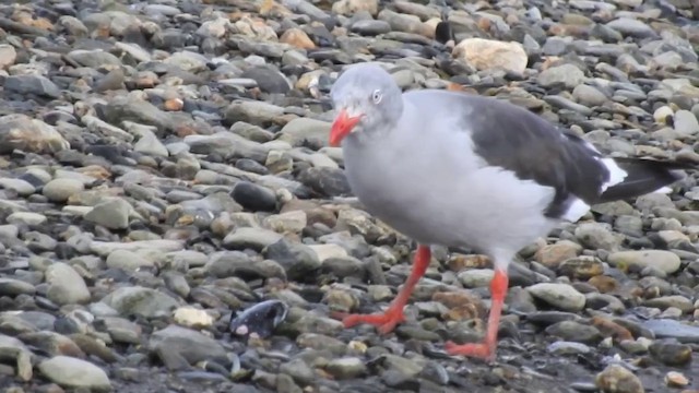 Dolphin Gull - ML201638641