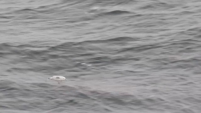 Fulmar argenté - ML201638651