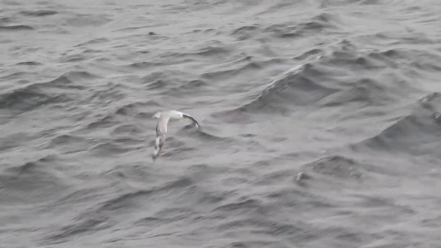 Fulmar argenté - ML201638661