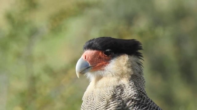 Caracara huppé (plancus) - ML201638671