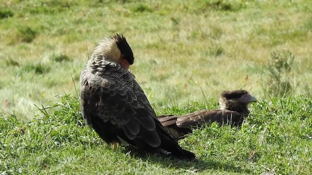 Caracara Carancho (sureño) - ML201638681