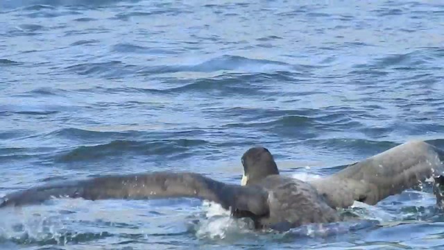 Northern Giant-Petrel - ML201638691