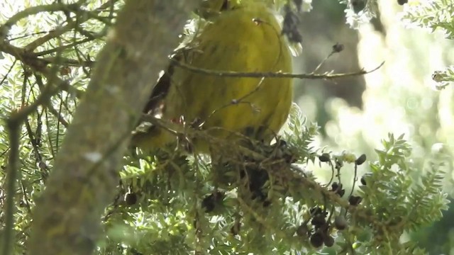 Wilkins's Finch - ML201638761