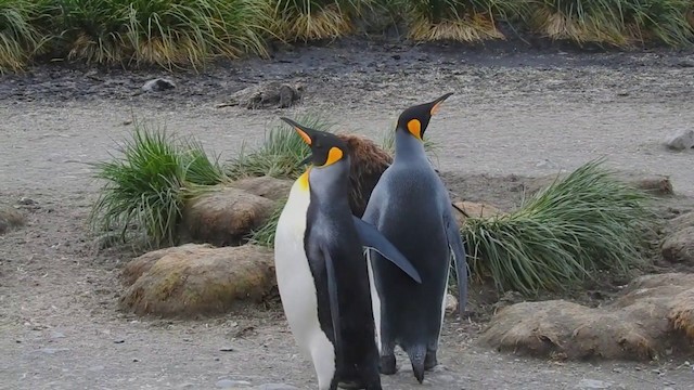 Королевский пингвин - ML201638781