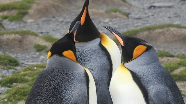 Королевский пингвин - ML201638801