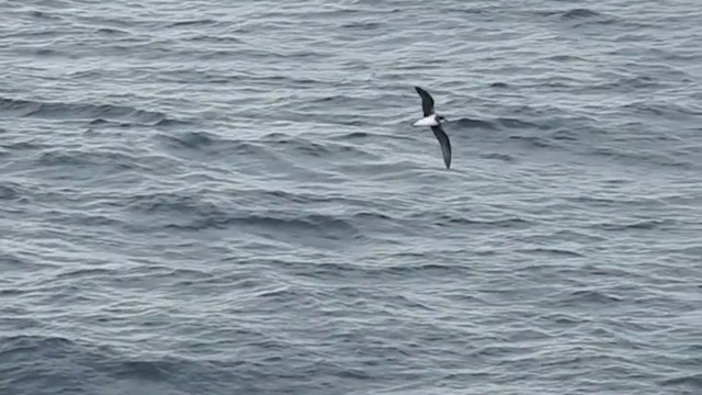 Soft-plumaged Petrel - ML201638831