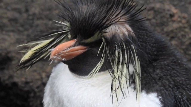 Pingüino Saltarrocas Septentrional - ML201638851