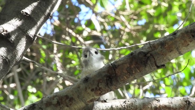 nody bělostný (ssp. alba) - ML201638861