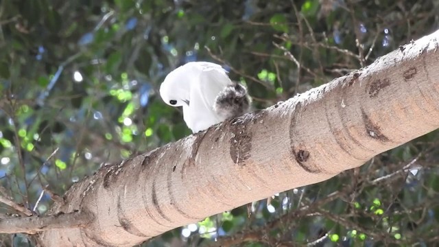 nody bělostný (ssp. alba) - ML201638871