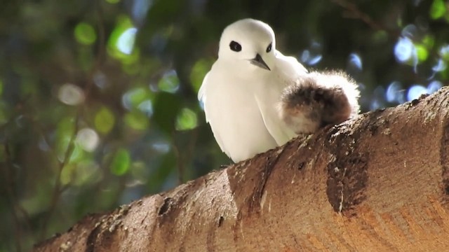 White Tern (Atlantic) - ML201638881