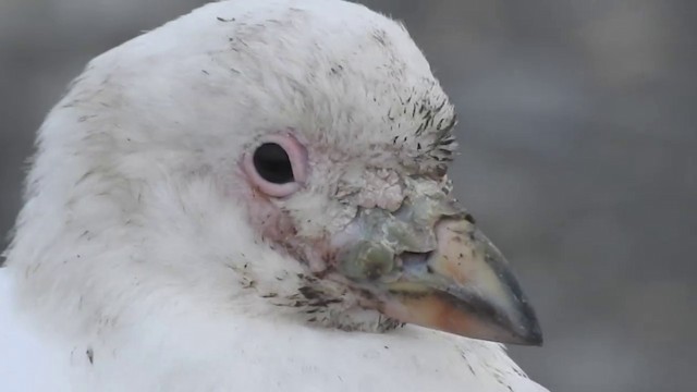 Snowy Sheathbill - ML201638891